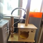 [고양이] 사무실 악독한 주인 15-개냥이인증