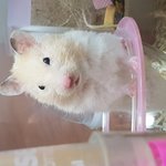 [댓글부탁해] <b>울</b> <b>집</b> 햄스터 왤케 꼬질허냐...?