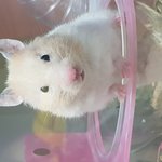 [댓글부탁해] 울집 <b>햄</b><b>찌</b> 더 봐죠