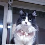 내눈에  콩깍지  잘생긴 냥이^^