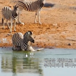 와 <b>네셔</b>널 지오그래픽 ㄹㅇ ㅈㄴ 무서움