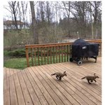 [댓글부탁해] <b>레딧</b> 유저가 올린 새끼 여우 사진.jpg