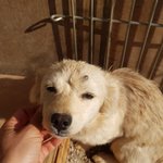 [강아지] 온몸에 진드기를 달고 입소한 3자매