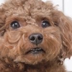 <b>몽자</b>는 너무 기여운것 같아