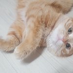 [고양이] 개냥이 나리-3