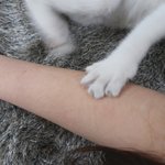 [댓글부탁해] 고양이 무는거 어떻게 고쳐...?