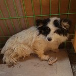 [강아지] <b>뒷다리</b> 골절인거 같습니다