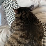 (추가)울집 고양이... 등빨.....