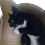 [고양이] 사무실 <b>악독</b>한주인16-비밀