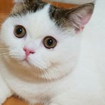 내 짝<b>녀</b>