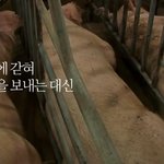 개고기를 적극 권장해야 하는 이유