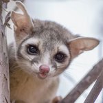 <b>북미</b>에 사는 귀요미 '알락꼬리 고양이'