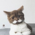 보자마자 심쿵한 '콧수염 냥이'
