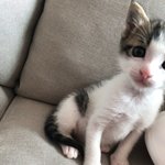 [고양이] 고등어인척하는 흰고양이 <b>구리</b>