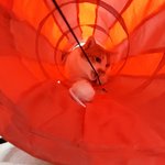 나의 동거묘 <b>도칠</b>이는 5월의 돼지..