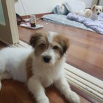 [강아지] 4개월 여아 <b>햇님</b>이입니다