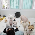 [또치재희동] 우리집 네마리 강아지들 11