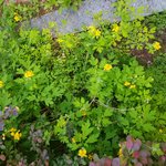 [EXO] <b>More</b> 달맞이꽃