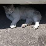 오늘 찍은 <b>고앵이</b>