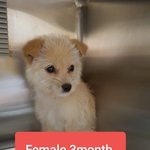 [강아지] 3형제중 혼자 살았어요