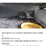 냥줍한 셋째 <b>레오</b> 보구가세용