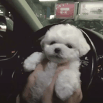 <b>라틴</b> 그룹 CNCO