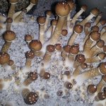 [드루와] 집에서 <b>버섯</b>이 자란다 ..