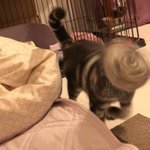 망한 고양이 사진 <b>대회</b>