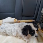 [강아지] <b>뒷다리</b>골절 아이 좀 도와주세요