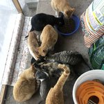 [고양이] 우리집은 냥이<b>마을</b>..ㅎ