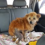 [강아지] 전신피부병 베컴이 소식