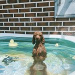 상그지 파양견에서 모델견이 된 우리집 댕댕이 견생<b>역전</b> 이야기 ㅎㅎ