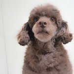 상문/푸들/남아/4살/3.5kg  <b>우직</b>한 상문이예요.