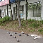 [댓글부탁해] 비둘기샛기들 <b>정모</b>한거 개웃김