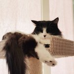 잘생긴 냥이 <b>코코</b> 2
