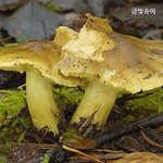 스치지도 말자 <b>섬뜩</b>한 독버섯