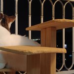 [고양이일상] 하-옹! 석봉도령 3탄