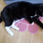 [고양이] 사무실 악독한주인17-<b>수치플</b>