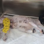 [강아지] 교통사고 아이 수술했습니다