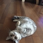 [드루와] 울고양이 <b>배까</b>고 누워있는 사진찍음