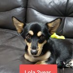 [강아지] 블랙탄믹스견 <b>롤라</b>