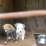[강아지] 3개월 1키로 자매들