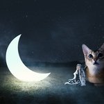 [댓글부탁해] <b>강</b>다니엘과 냥이 사진