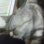 [드루와] 울 고양이 ㄹㅇ <b>개냥이임</b>