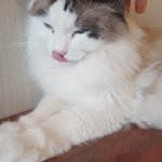 우리 <b>고앵이</b> 보고가ㅠㅠ