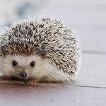호냥이 <b>전자책</b>살거얌
