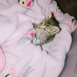 진짜 고양이는 <b>야행</b>성 맞나보다