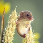 안녕 나는 <b>작고</b> 소중해