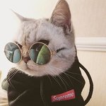 애옹님의 <b>간지</b>가 폭발한다