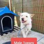 [강아지] <b>순딩</b>이 가족이 되어주세요